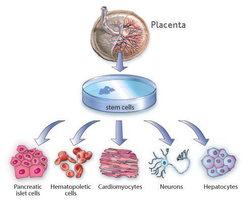 Purtier-Placenta-stem-cells