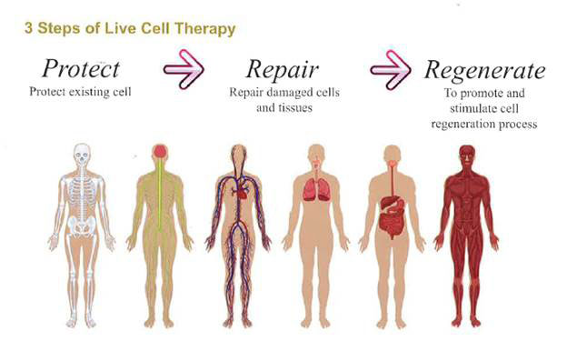 Purtier-Stem-Cell-3-steps-of-live-cell-therapy