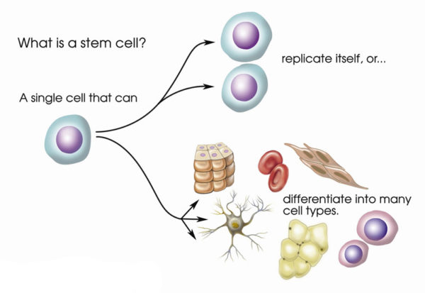 Purtier Stem Cell Introduction
